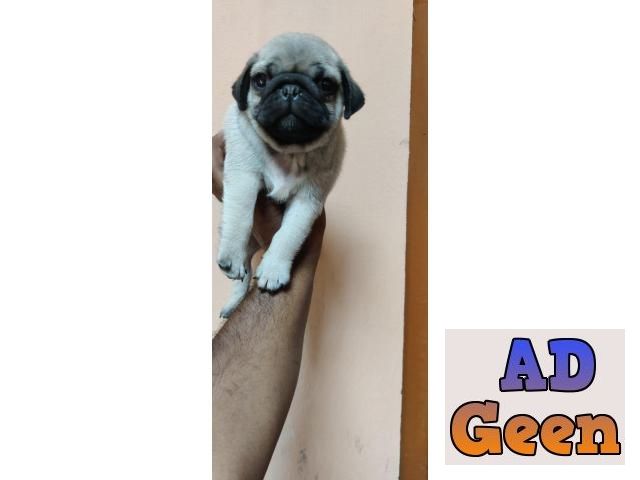 used All Breed Top Quality puppies available 9891116714 Pug for sale 